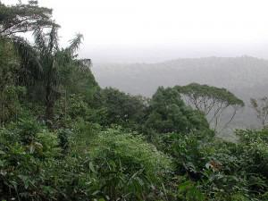 Surinam, un país que alberga un alto índice de biodiversidad