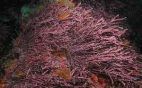 Algas rojas Rhodophytas (rodófitas)