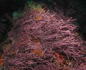 Algas rojas Rhodophytas (rodófitas)