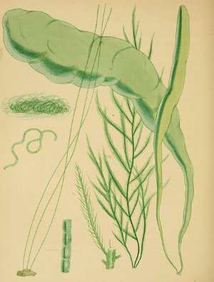 Algas verdes, Chlorophytas (clorófitas)