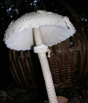 Macrolepiota procera, parasol