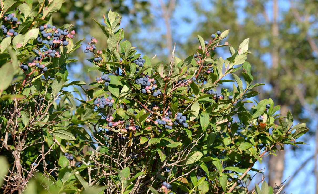 Arándano azul (V. corimbosum), características y propiedades del fruto