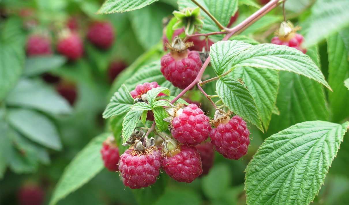 Frambuesa, propiedades y beneficios. Rubus idaeus, características y crecimiento