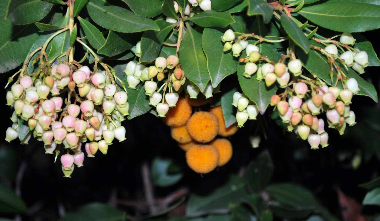 Madroño, Arbutus unedo, un arbusto con frutos comestibles