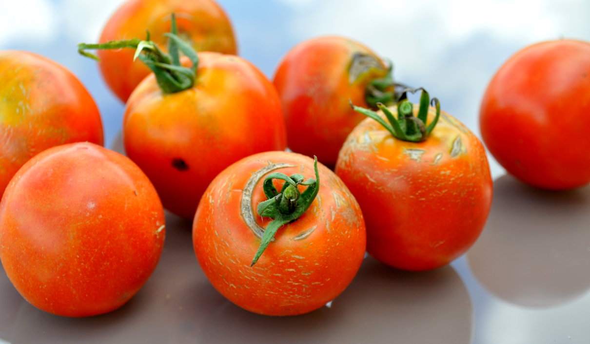 Tomate, Solanum lycopersicum
