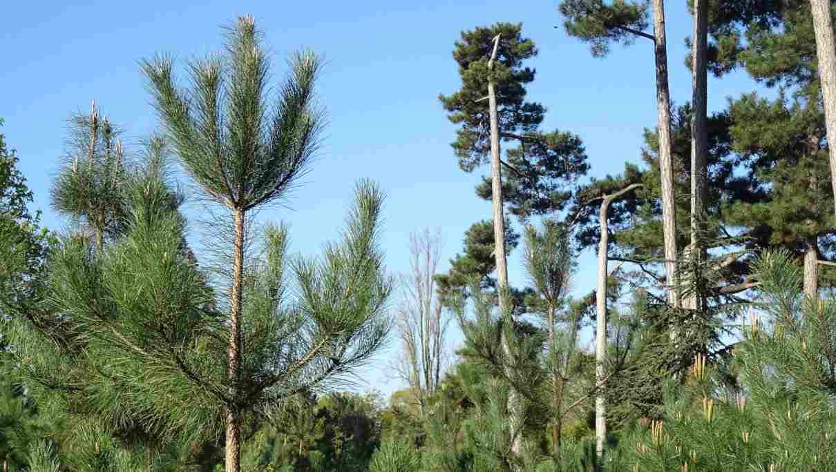 Pinus pinaster (pino marino), conífera que se ha extendido prolíficamente