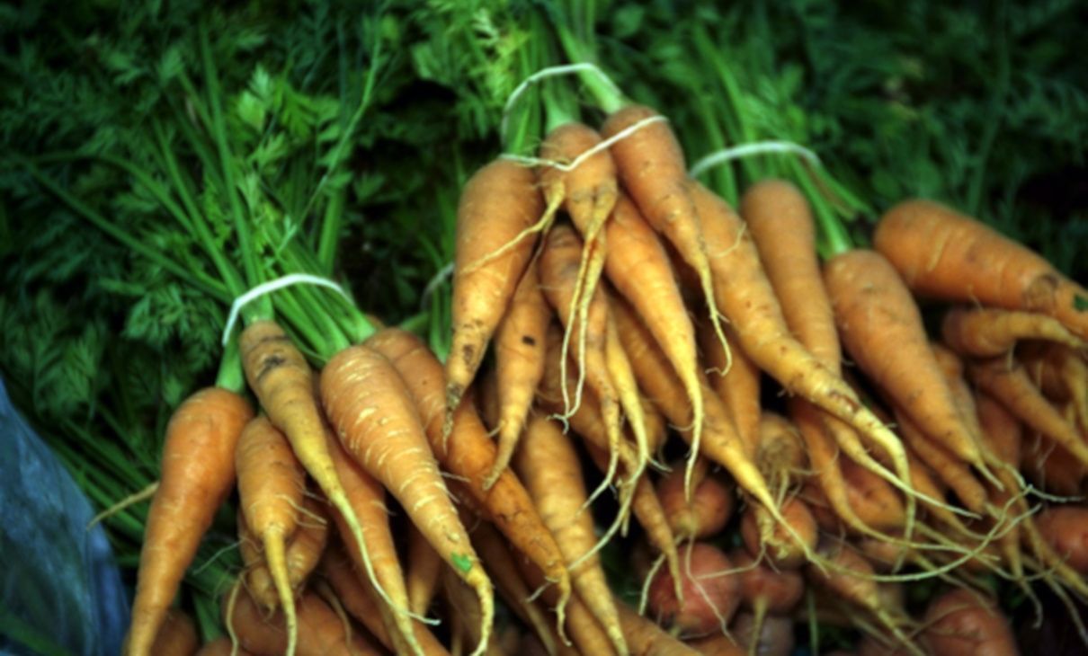zanahoria-daucus-carota