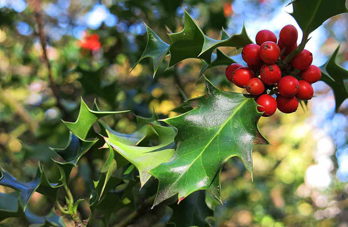 Acebo, Ilex aquifolium, un arbusto típico en Navidad