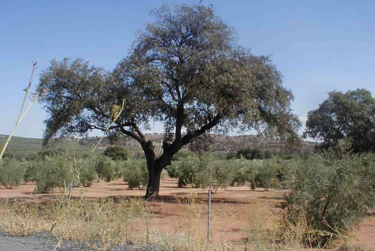 Alcornoque, Quercus suber