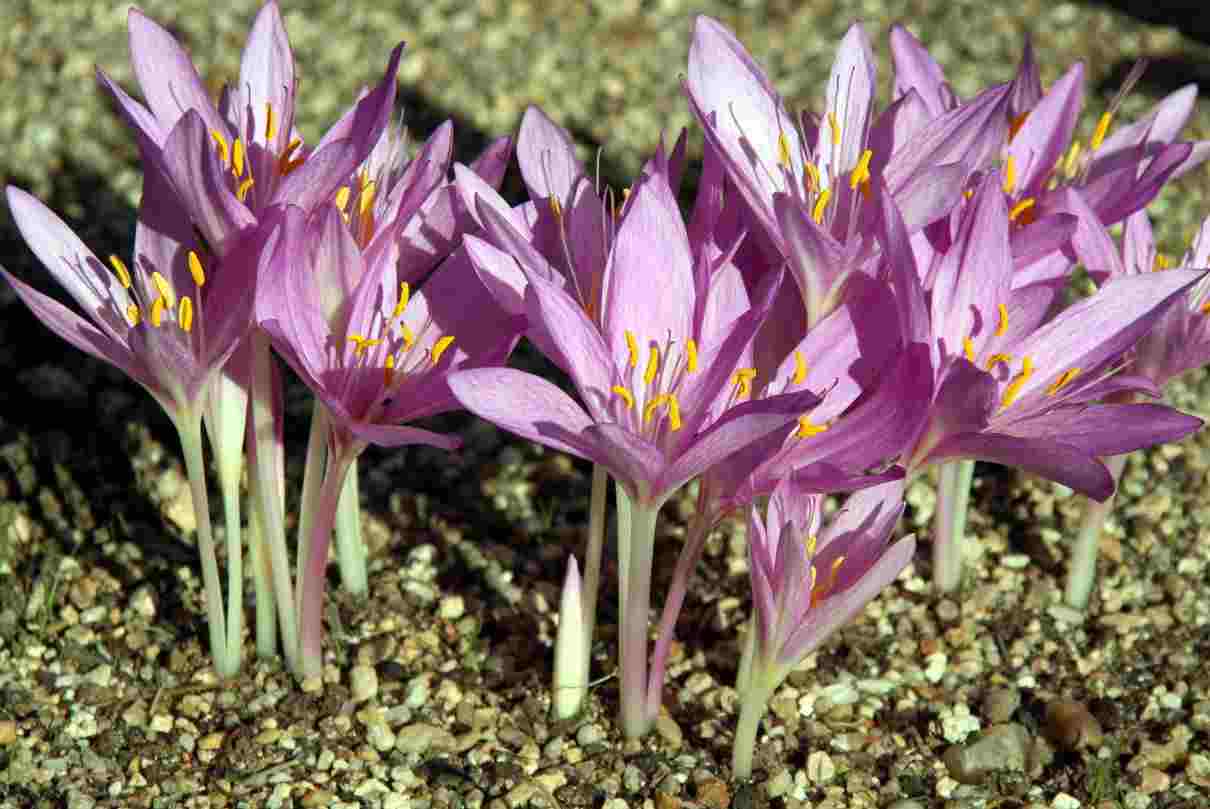 Azafrán, Croccus sativus