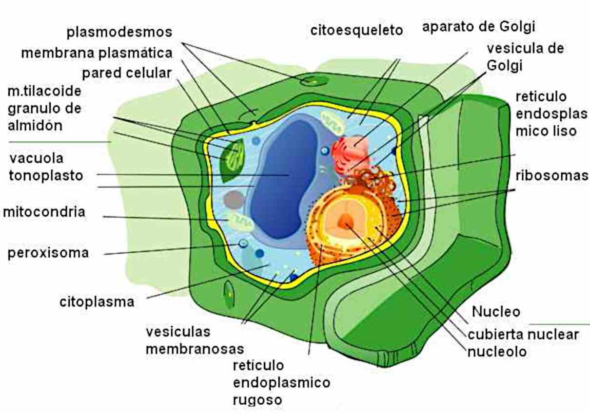 Célula vegetal: estructuras, funcionamiento y sus partes