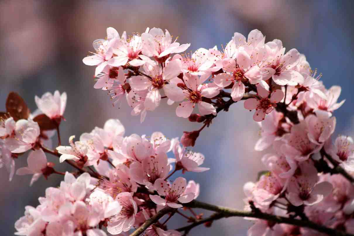 Ciruela (Prunus domestica), variedades y propiedades. Ciruelo árbol
