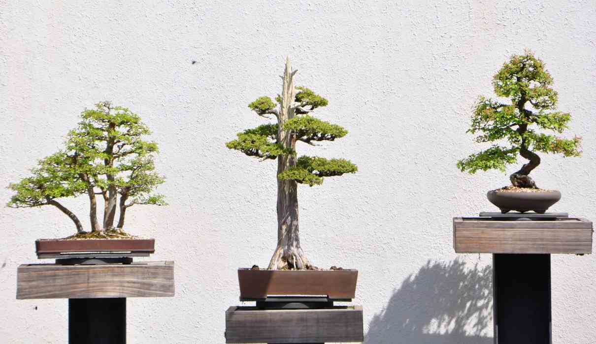 Clasificación de los bonsáis