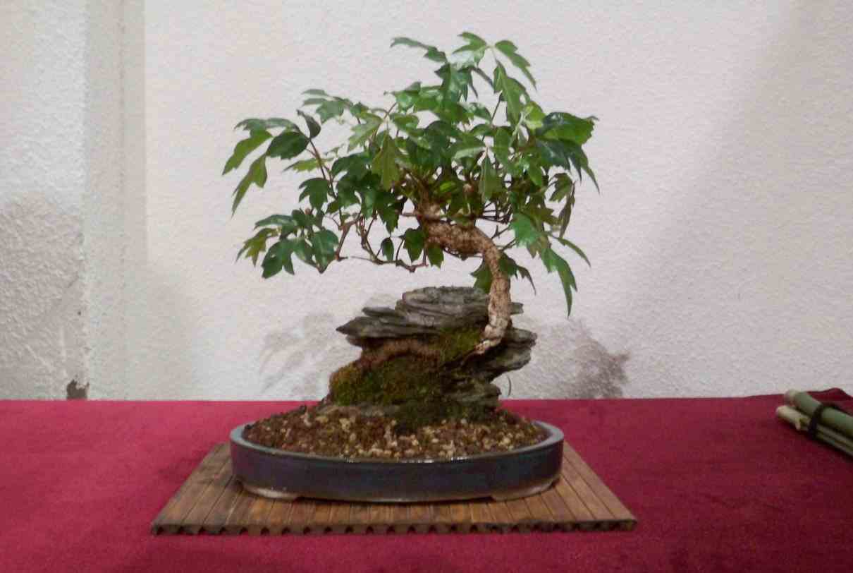 Cuidados del bonsái