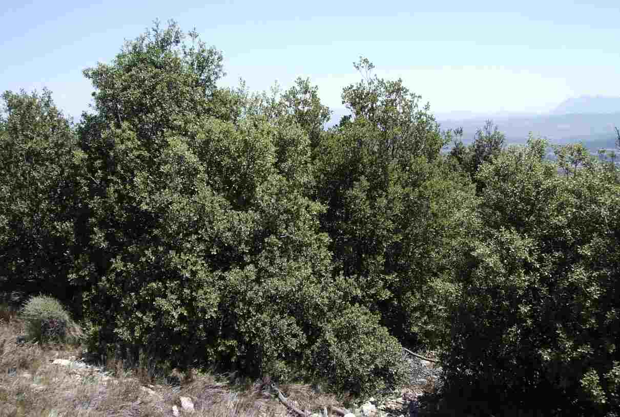 Encina (Quercus ilex): características, crecimiento, hábitat y distribución