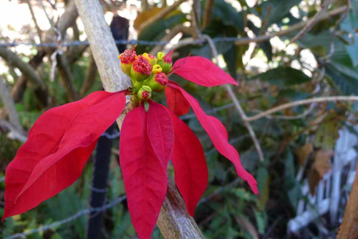 Flor de Navidad, Euphorbia pulcherrima, poinsettia, flor de pascua