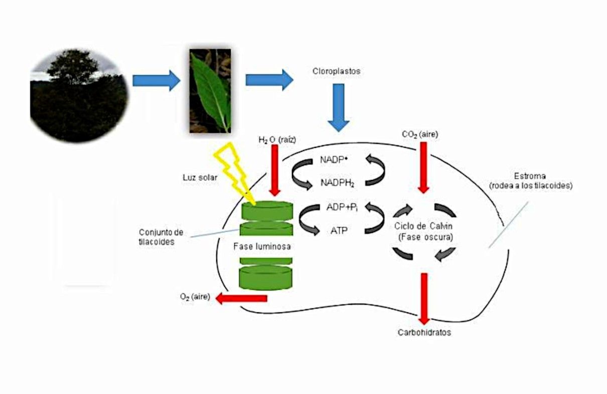 Fotosíntesis de las plantas, procesos o fases