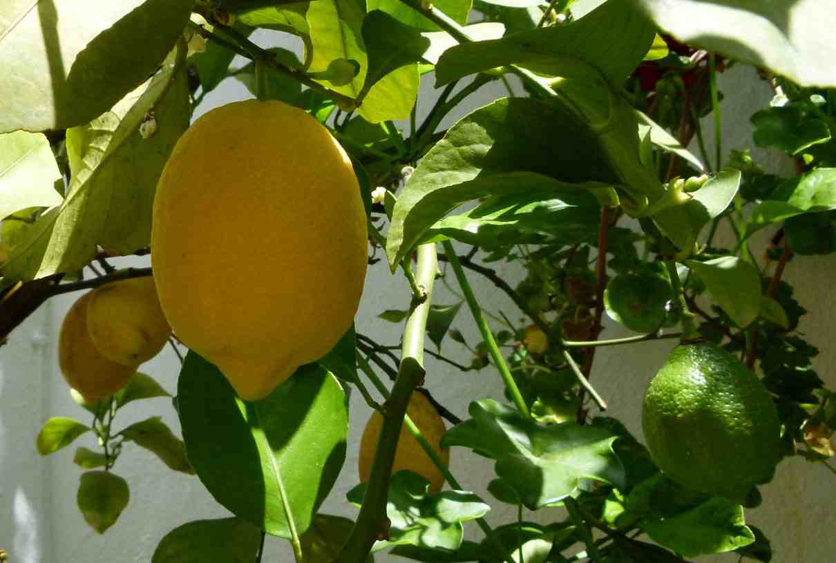 Limonero, Citrus limon