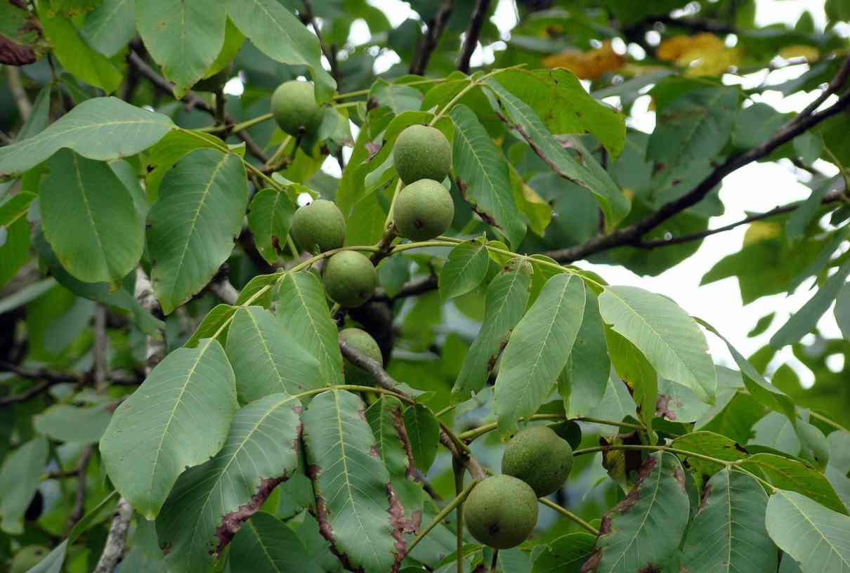 Nogal (juglans regia): Características, cultivo y cuidados. Su fruto, las nueces, propiedades y beneficios