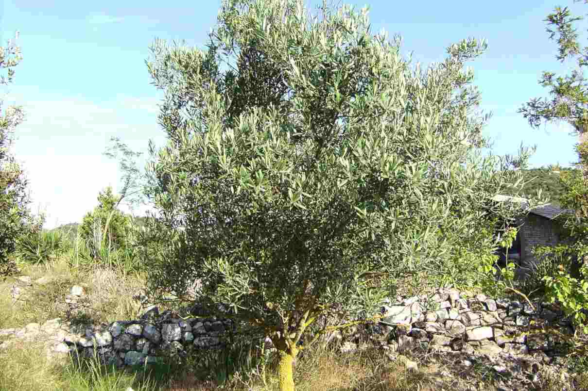 Olivo (Olea europaea), características, hojas, cuidados. Aceituna, propiedades y tipos