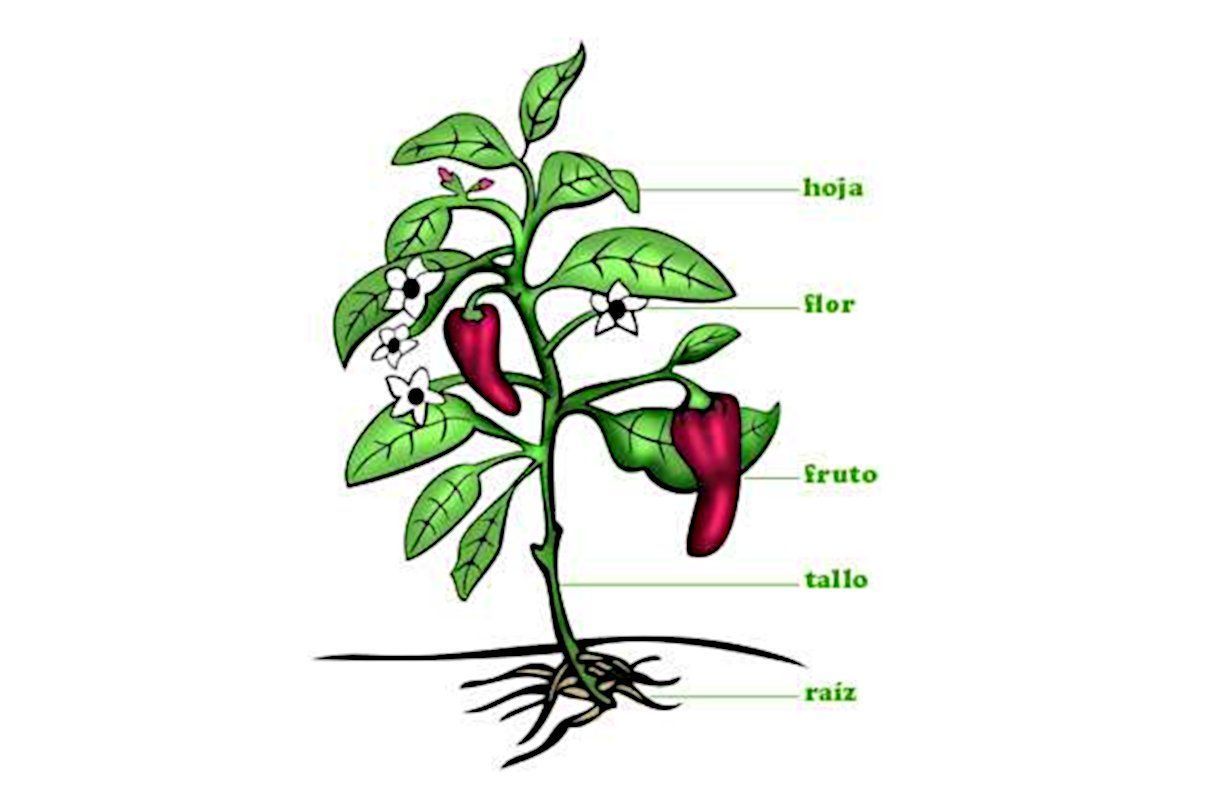 Partes de las plantas, estructura, crecimiento vegetativo y reproductivo