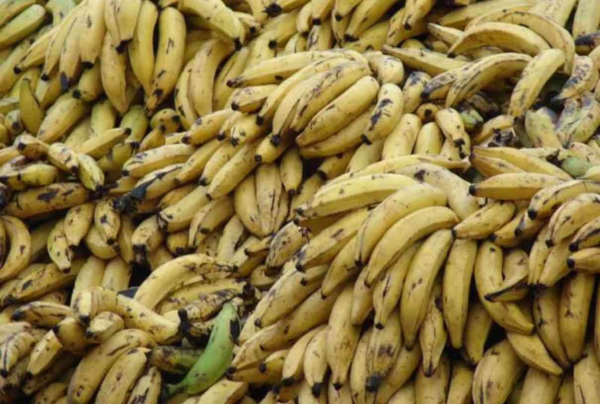 Plátano, musa spp