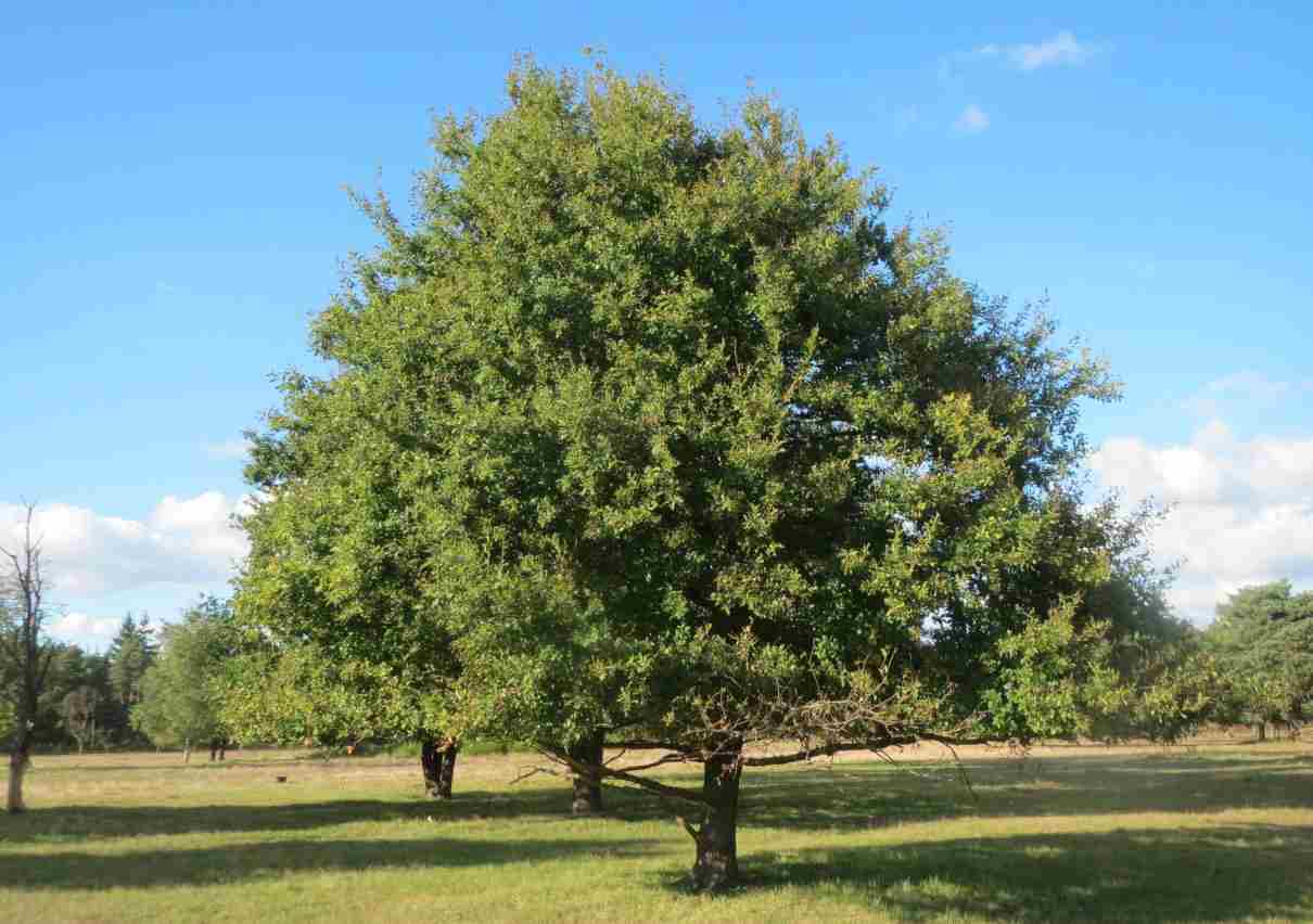Roble común, Quercus robur,características, hoja, fruto y clasificación