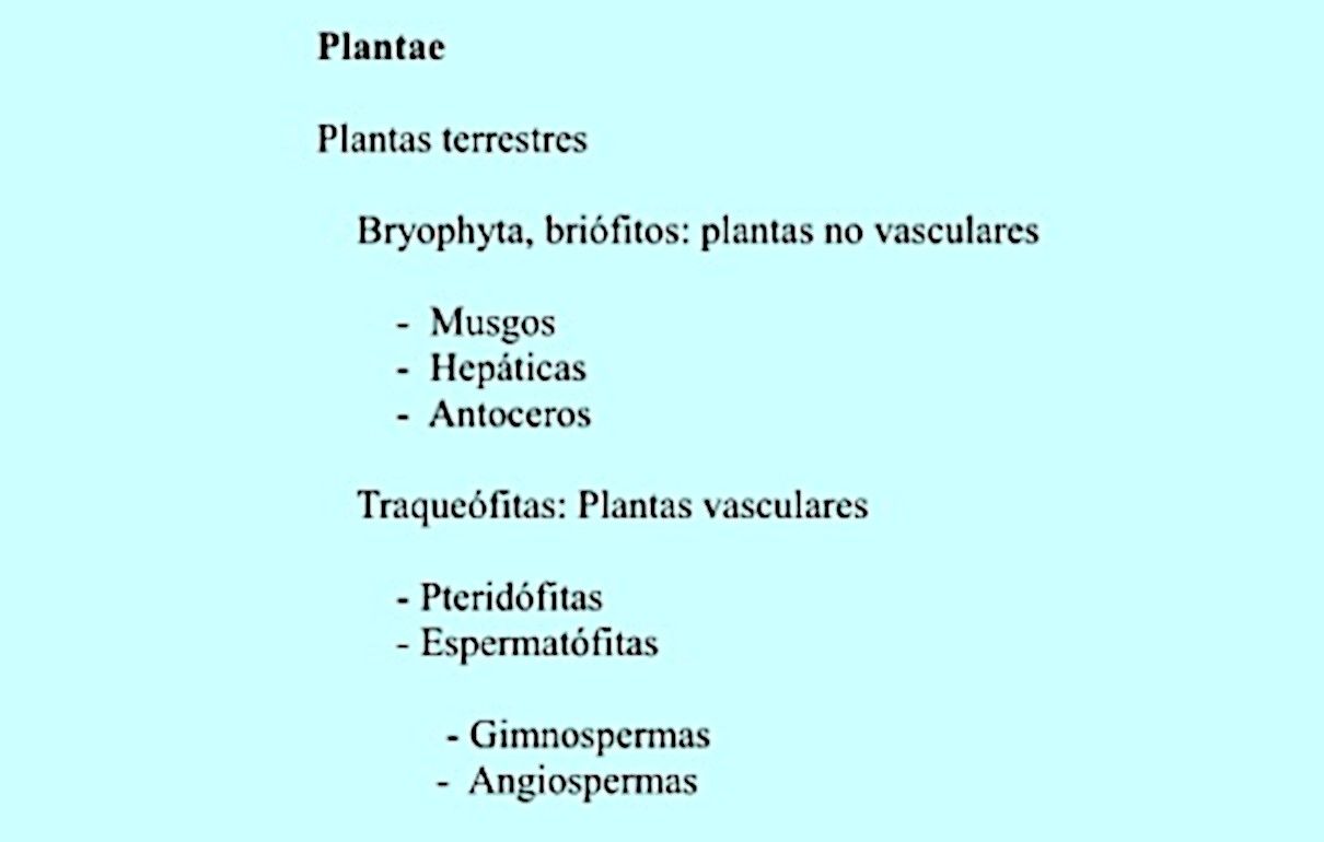 taxonomia-vegetal-plantas
