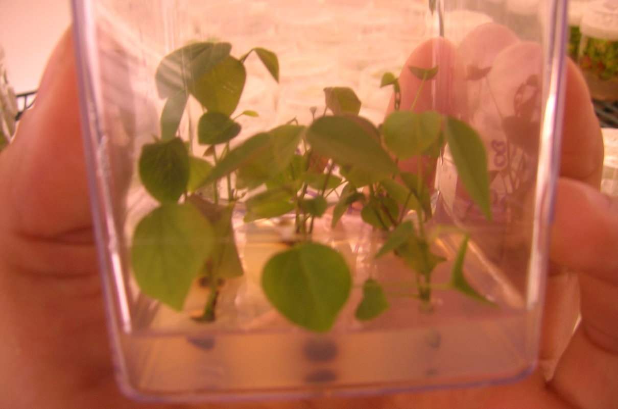 Cultivo in vitro en plantas