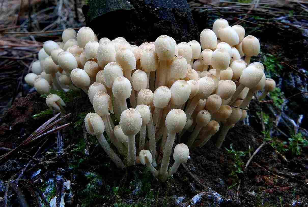 Hongos, reino Fungi