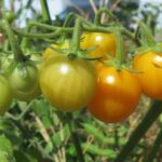 cultivo-del-tomate-solanum-lycopersicum