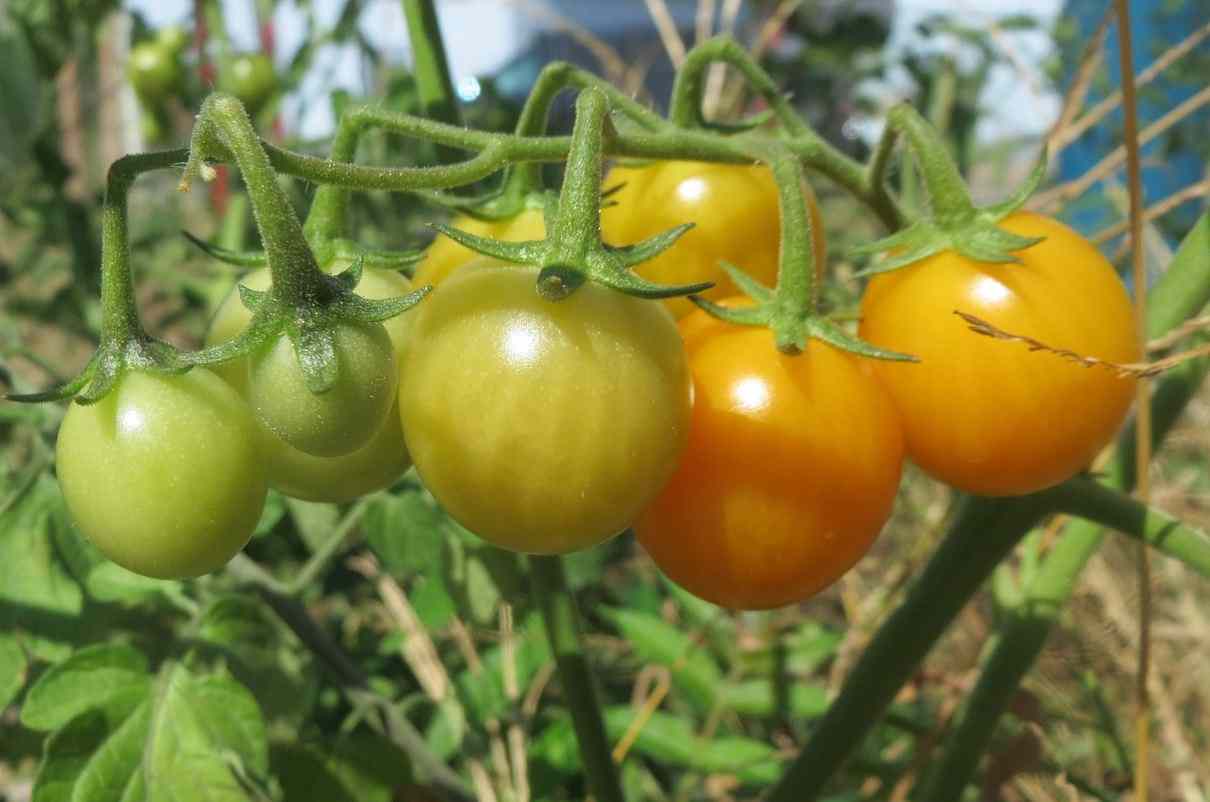Cultivo del tomate, Solanum lycopersicum