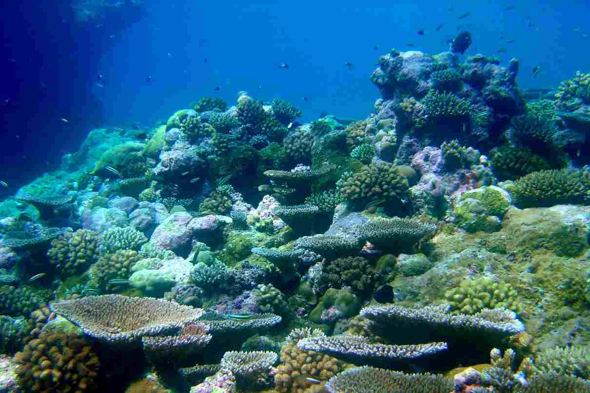 Ecosistemas marinos, características y clasificación