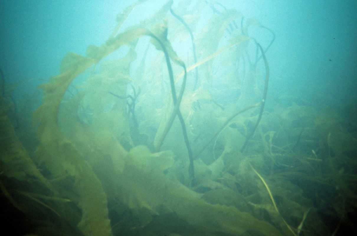 Kelp, una macroalga parda gigante, características y propiedades