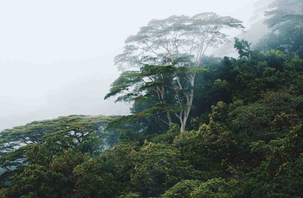 Bosque tropical, características, flora y fauna, dónde se encuentra y tipos