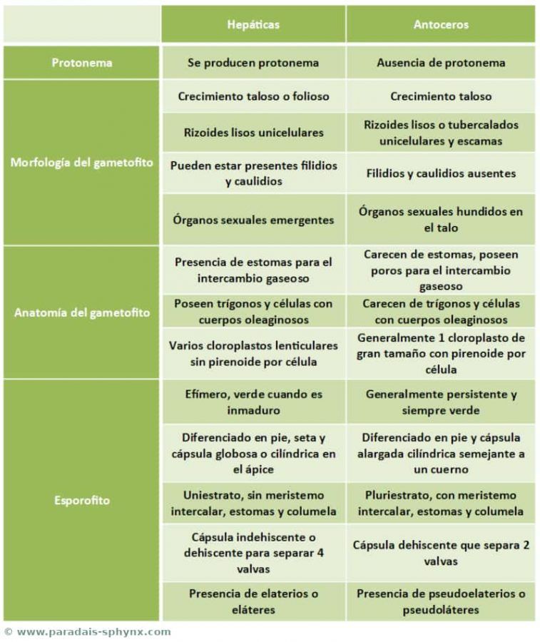 Cuadro comparativo, esquema, resumen con las diferencias entre hepáticas y antoceros