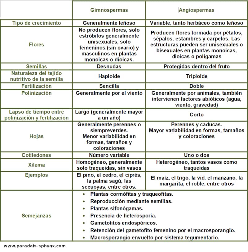 Diferencias entre angiospermas y gimnospermas, cuadro resumen