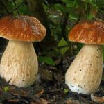 Tipos de setas, grupos de hongos más relevantes