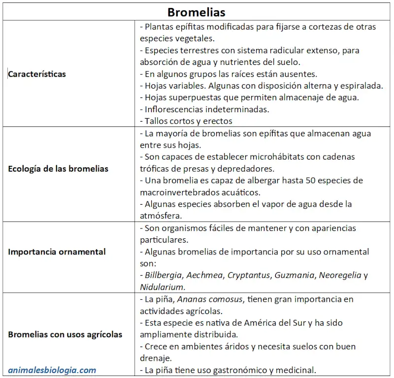 Ficha de bromelias, Bromeliaceae