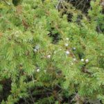 enebro-juniperus