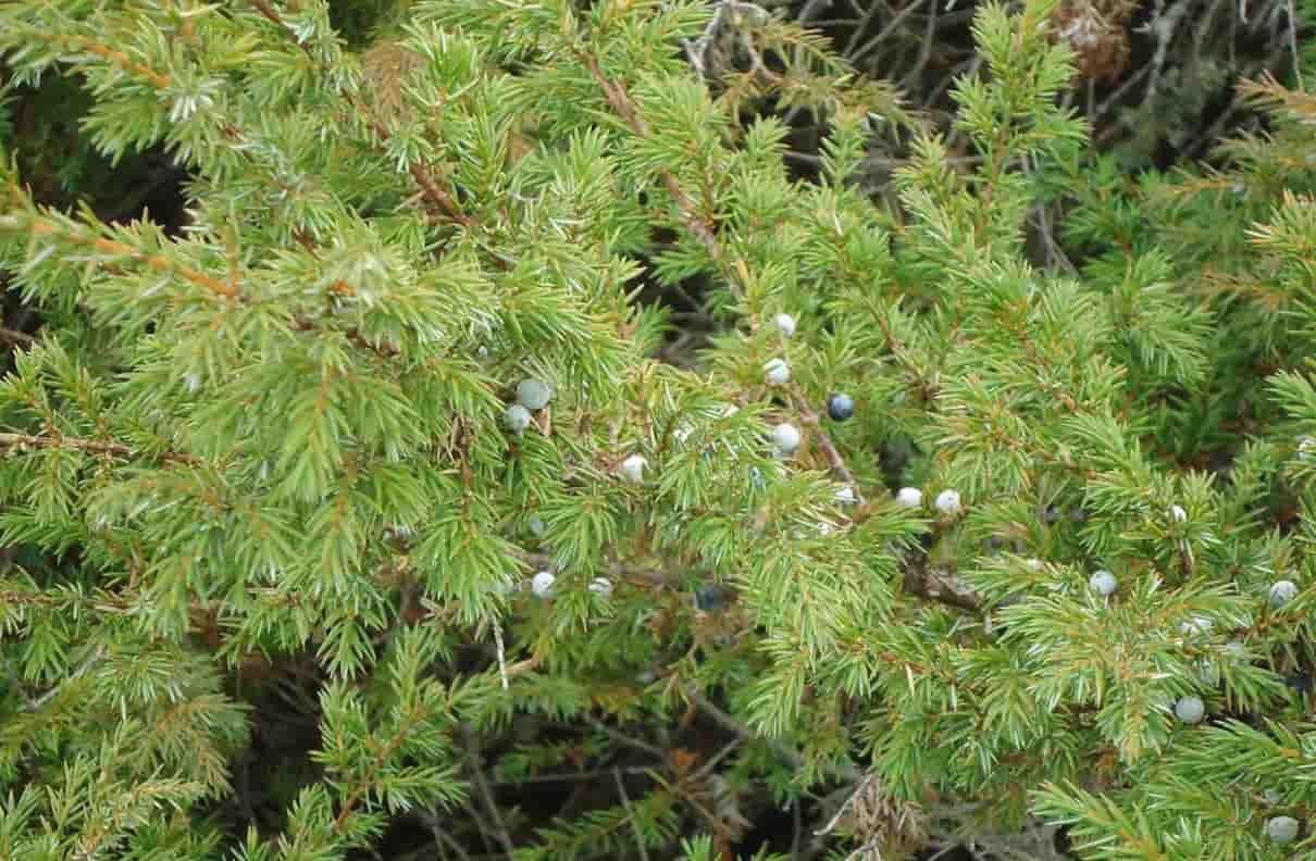 Enebro, género Juniperus