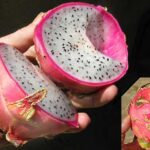pitaya-hylocereus-undatus