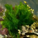 Algas comestibles, tipos y su consumo en humanos