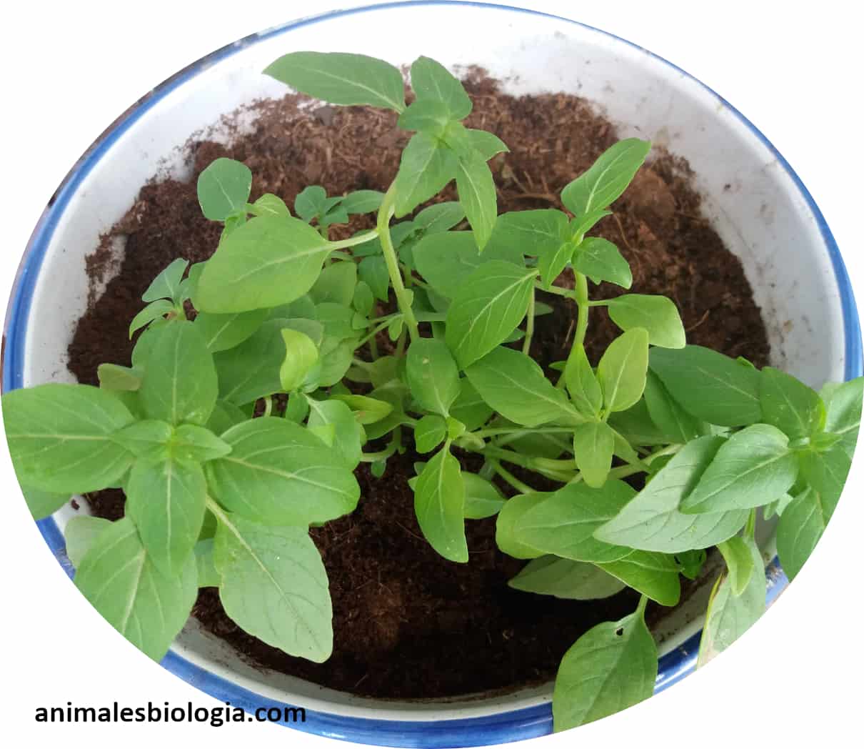 Albahaca (Ocimum basilicum), cultivo y beneficios