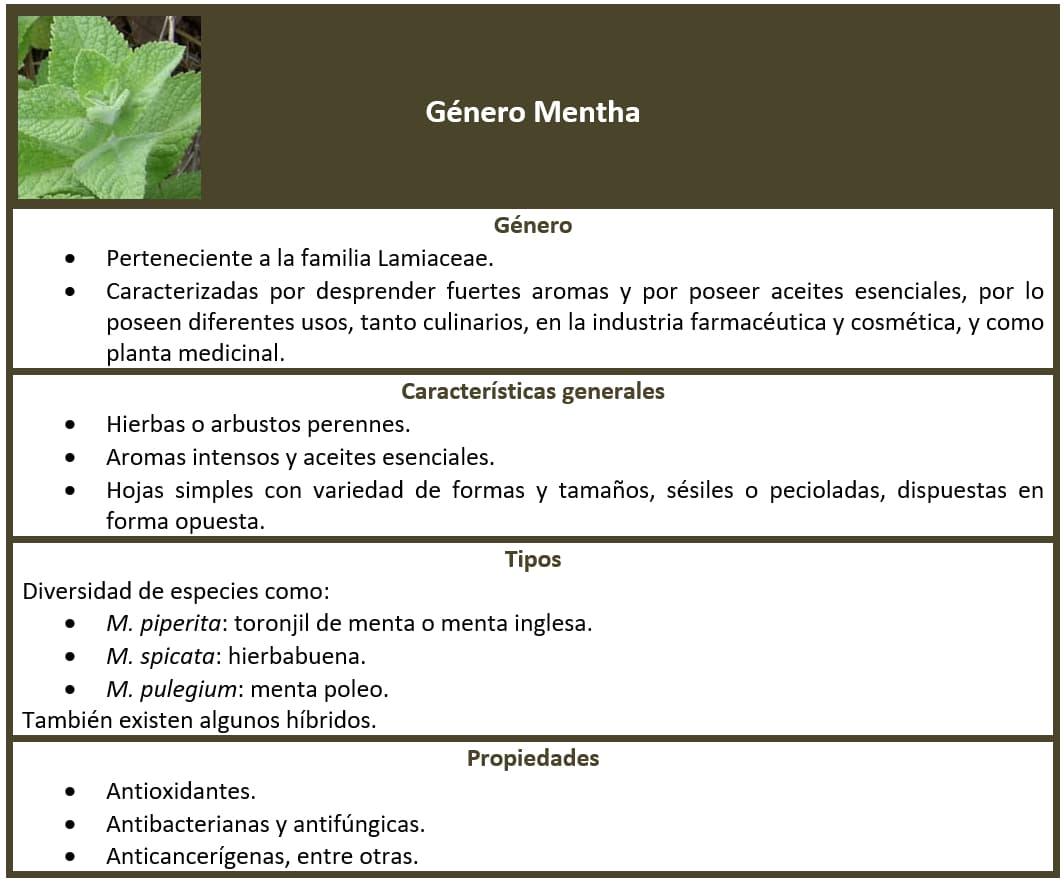 Ficha género Menta (Mentha)