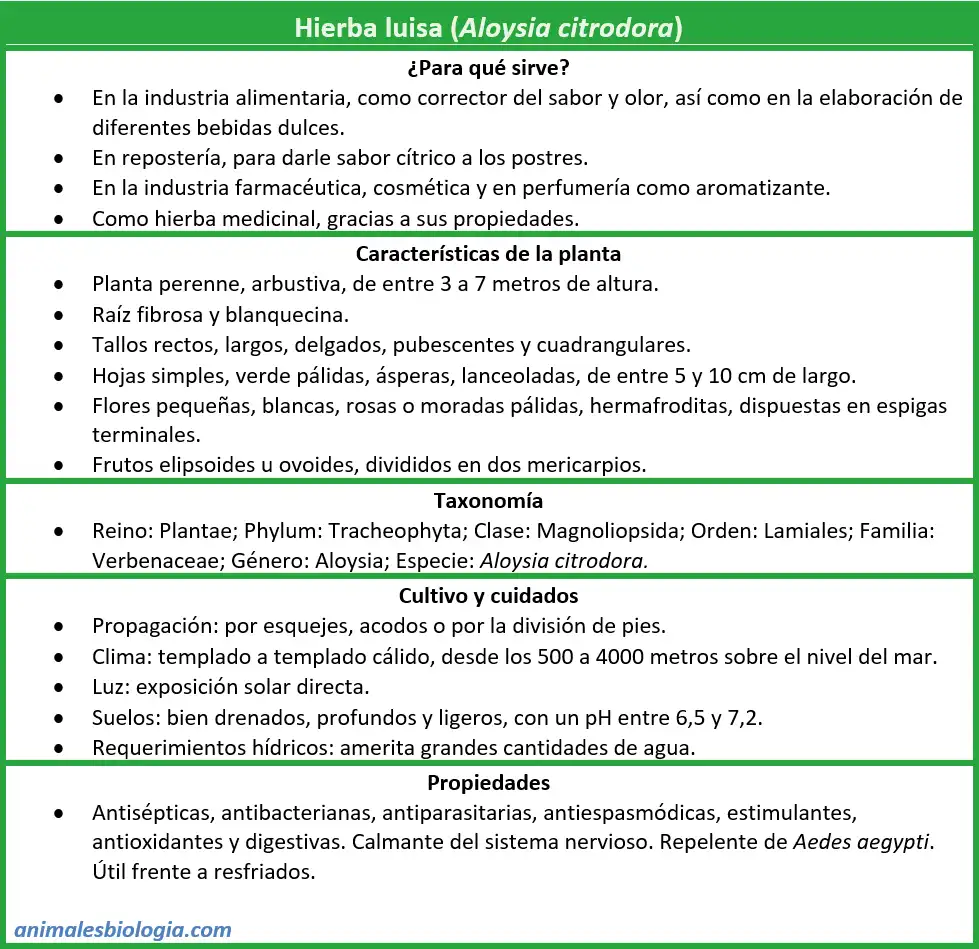 Ficha de Hierba luisa (Aloysia citrodora)