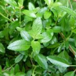 Salvia, características, propiedades y especies