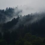 Bosque mesófilo de montaña o de niebla
