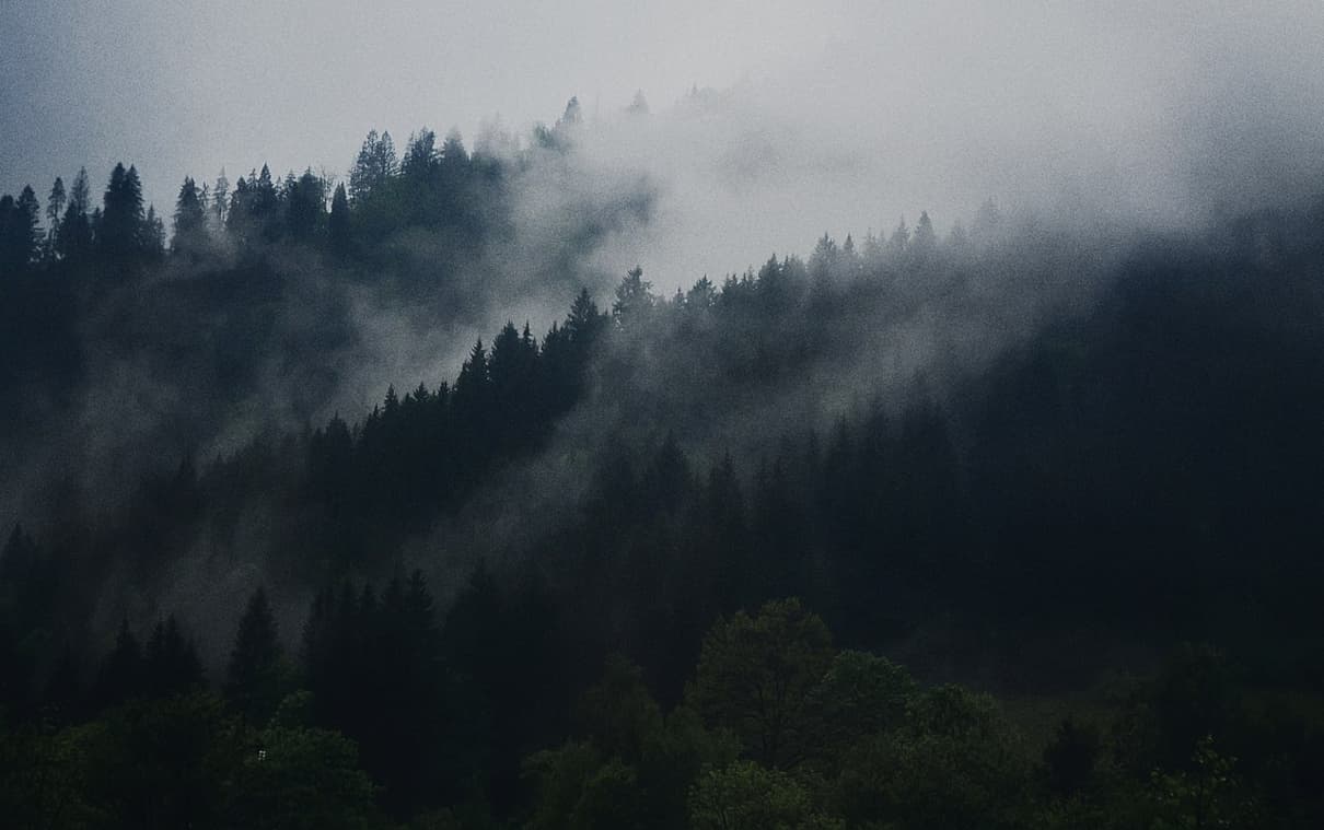 Bosque mesófilo de montaña o de niebla