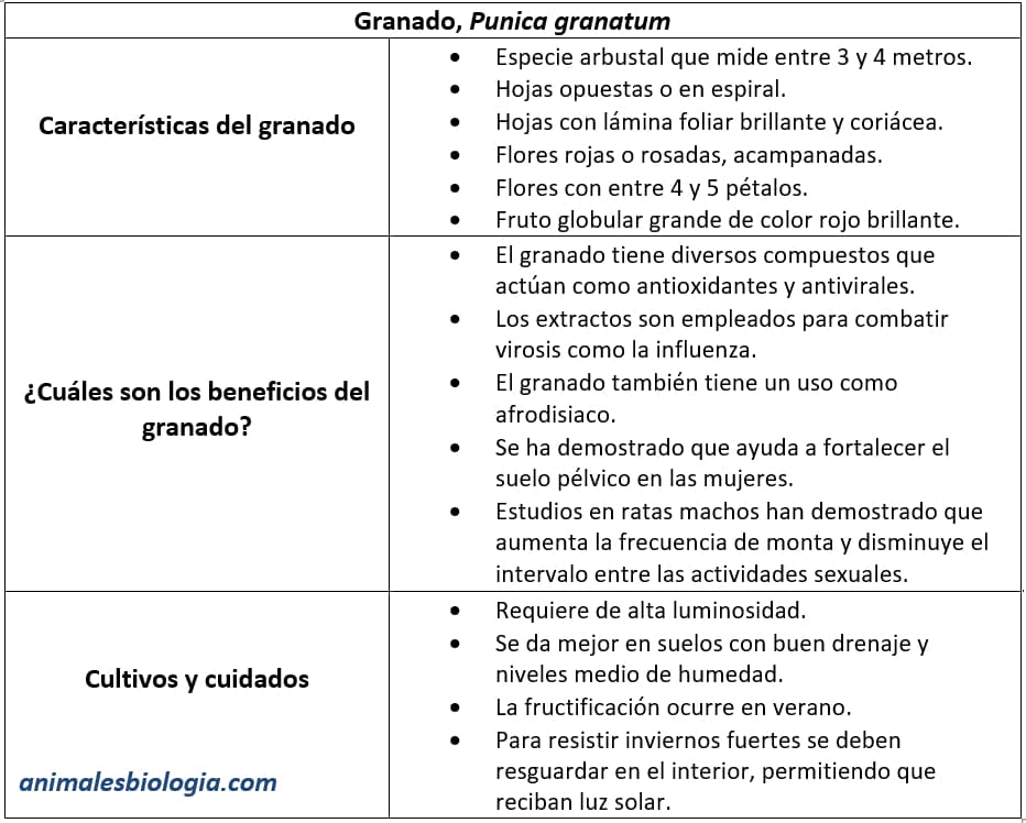 Ficha del Granado, Punica granatum, beneficio de la granada